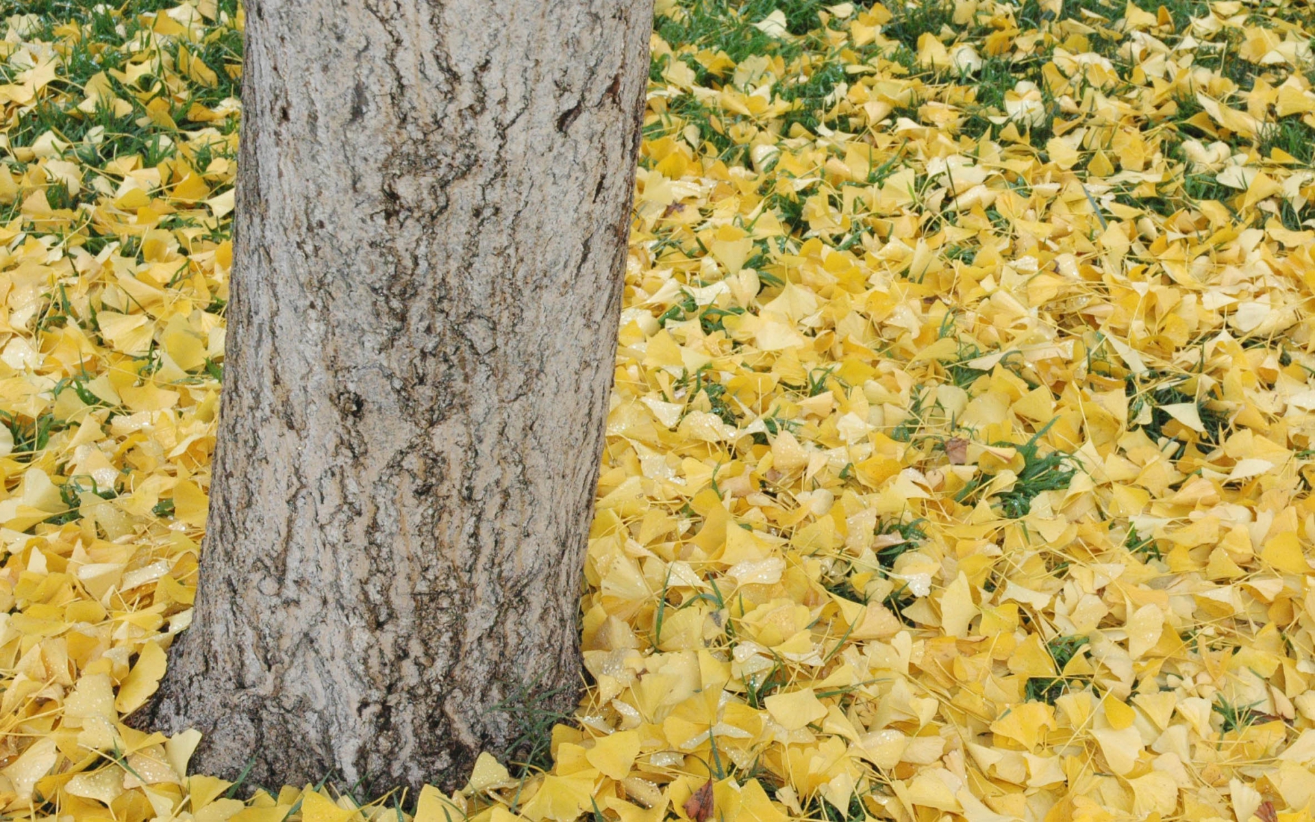Ginkgo biloba, tronc et feuilles mortes. Crédit: Kern Arneson - Flickr