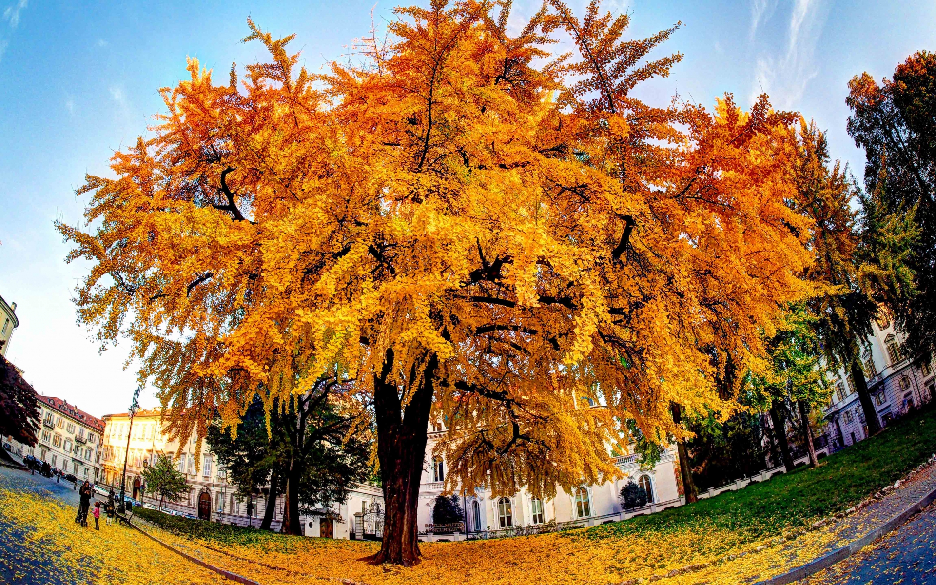 Ginkgo biloba, arbre complet. Crédit: Luca Boldrini - Flickr