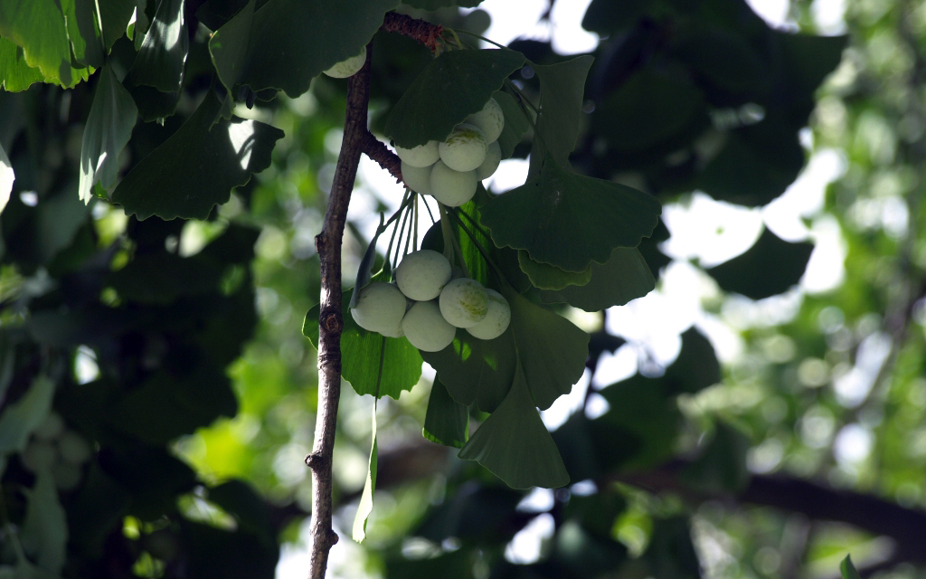 Ginkgo biloba, fruits. Crédit : Juan Carlos Lopez Almansa - Flickr Ginkgo biloba, fruits. Crédit : Juan Carlos Lopez Almansa - Flickr
