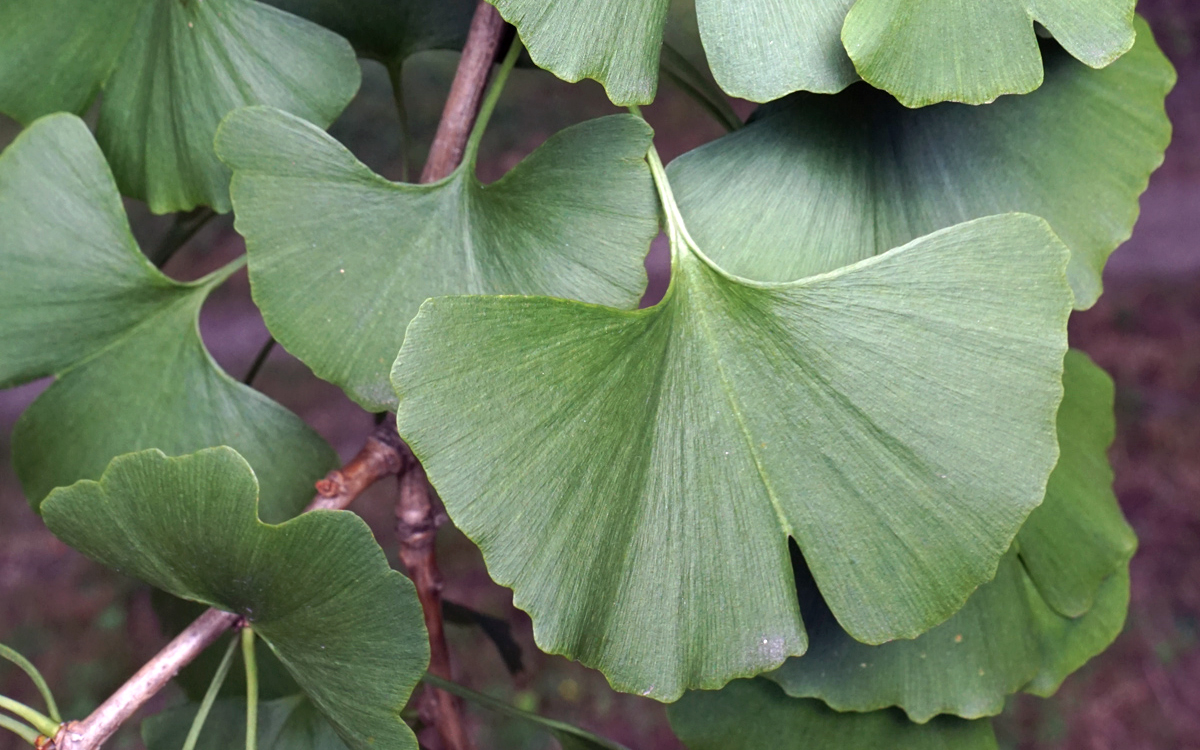 Ginkgo biloba, feuilles. Crédit : Plant Image Library - Flickr Ginkgo biloba, feuilles. Crédit : Plant Image Library - Flickr