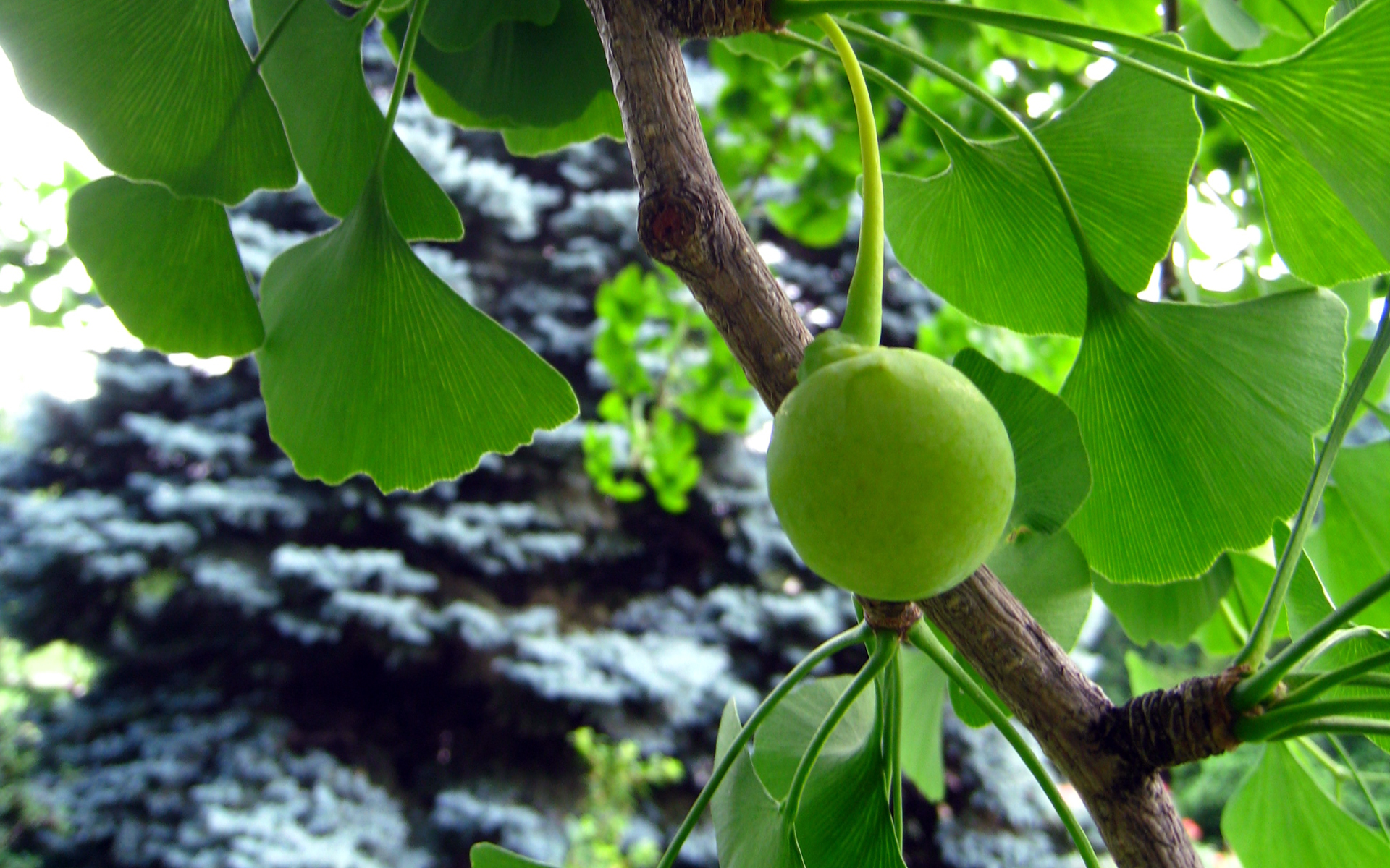 Ginkgo biloba, fruit. Crédit : Solylunafamilia - Flickr Ginkgo biloba, fruit. Crédit : Solylunafamilia - Flickr