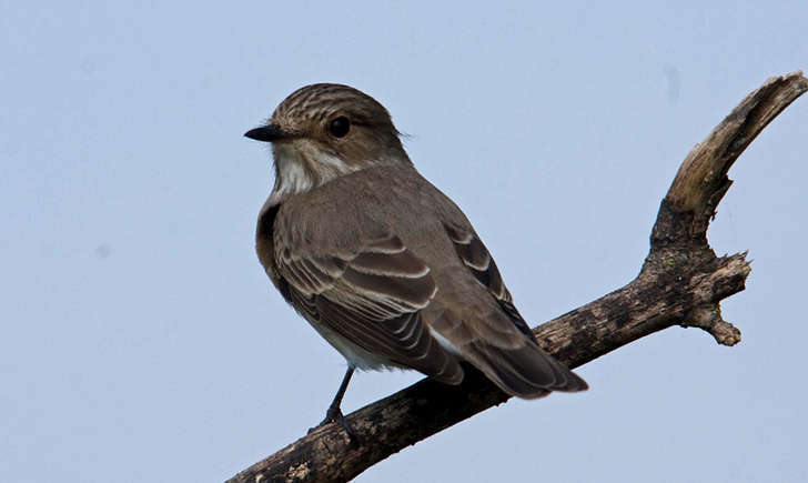 Gobemouche gris (Crédits : Michael Sveikutis)