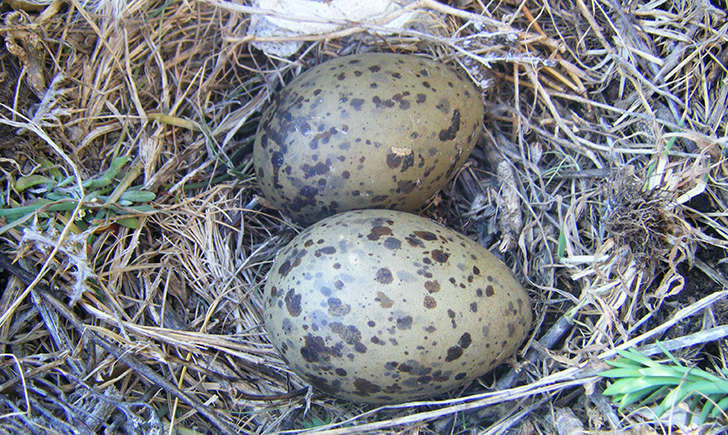 oeufs et nid de Goéland leucophée (Crédits Julien Bonnaud - Natural Solutions)