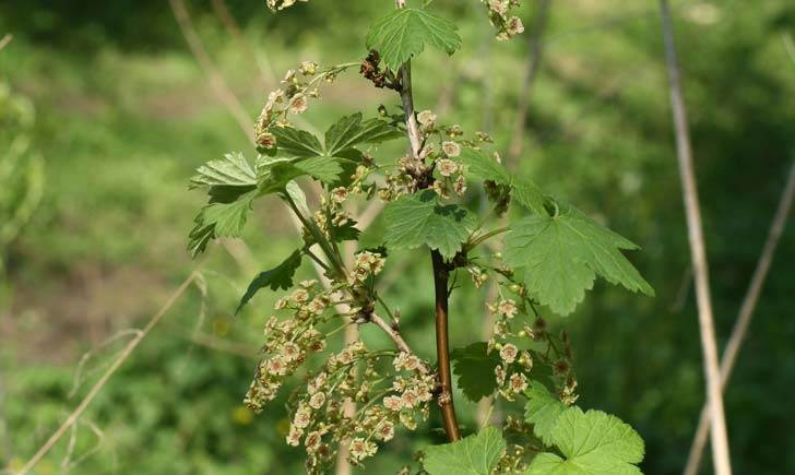 Groseillier-à-grappes-crédit F.Perriat Groseillier-à-grappes-crédit F.Perriat