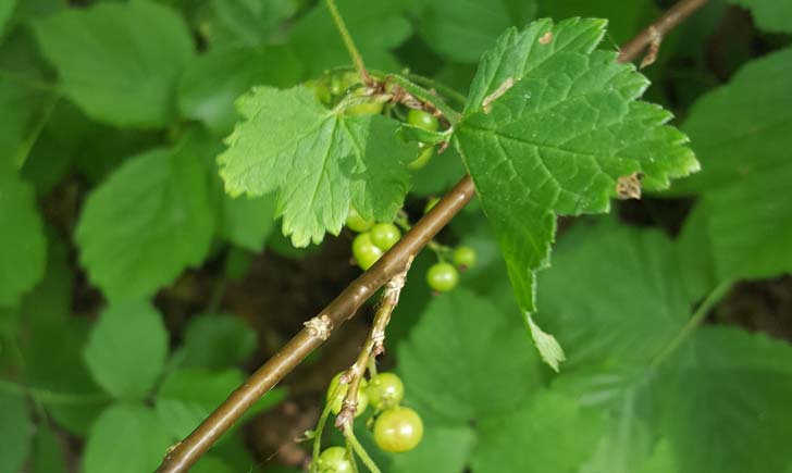 Groseillier-à-grappes-crédit-RNN-la-Bassée Groseillier-à-grappes-crédit-RNN-la-Bassée