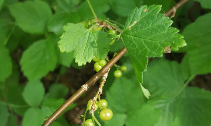 Groseillier-à-grappes-crédit-RNN-la-Bassée