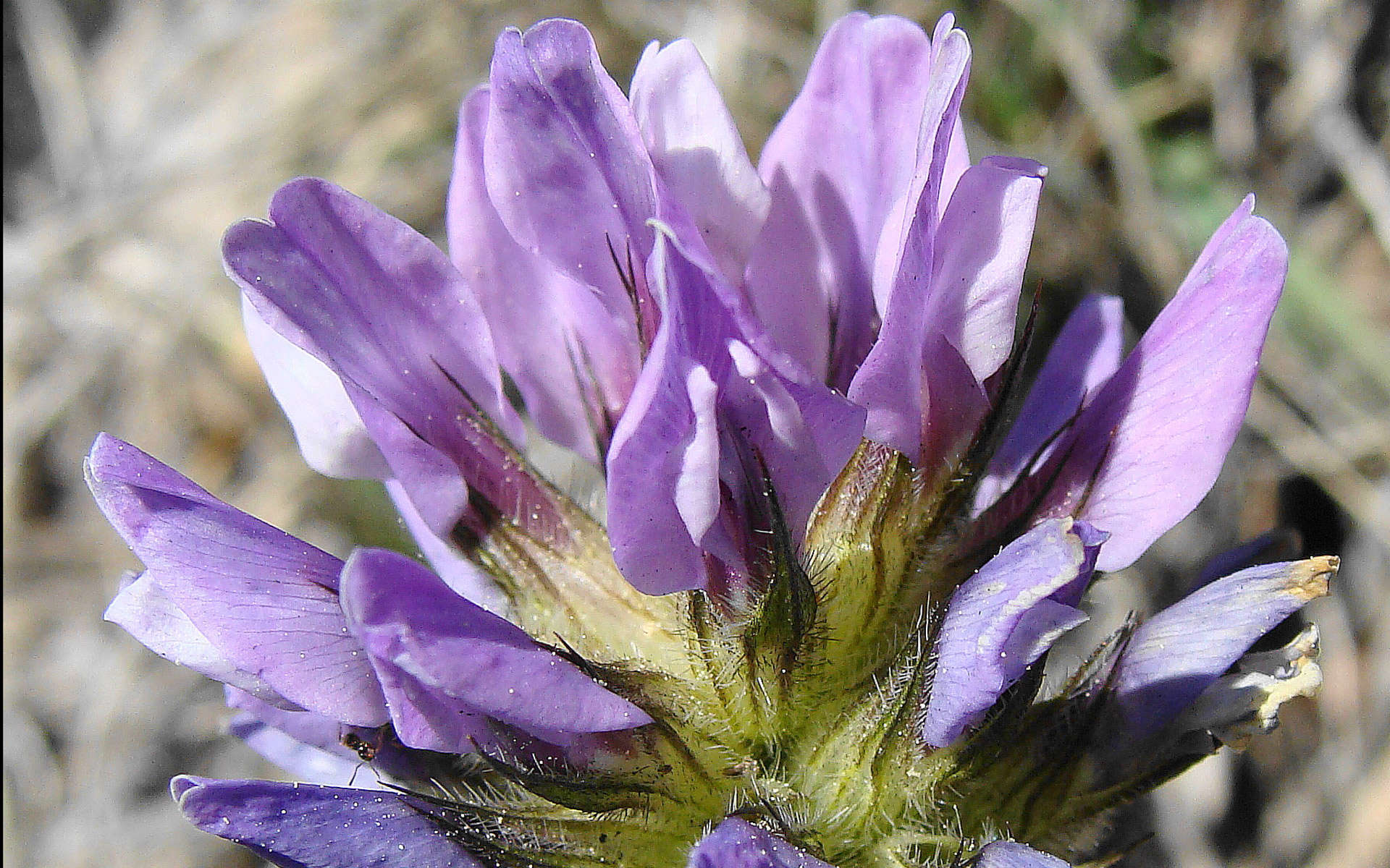 Herbe au bitume - fleurs (Crédits : Laurent Buffetaud)