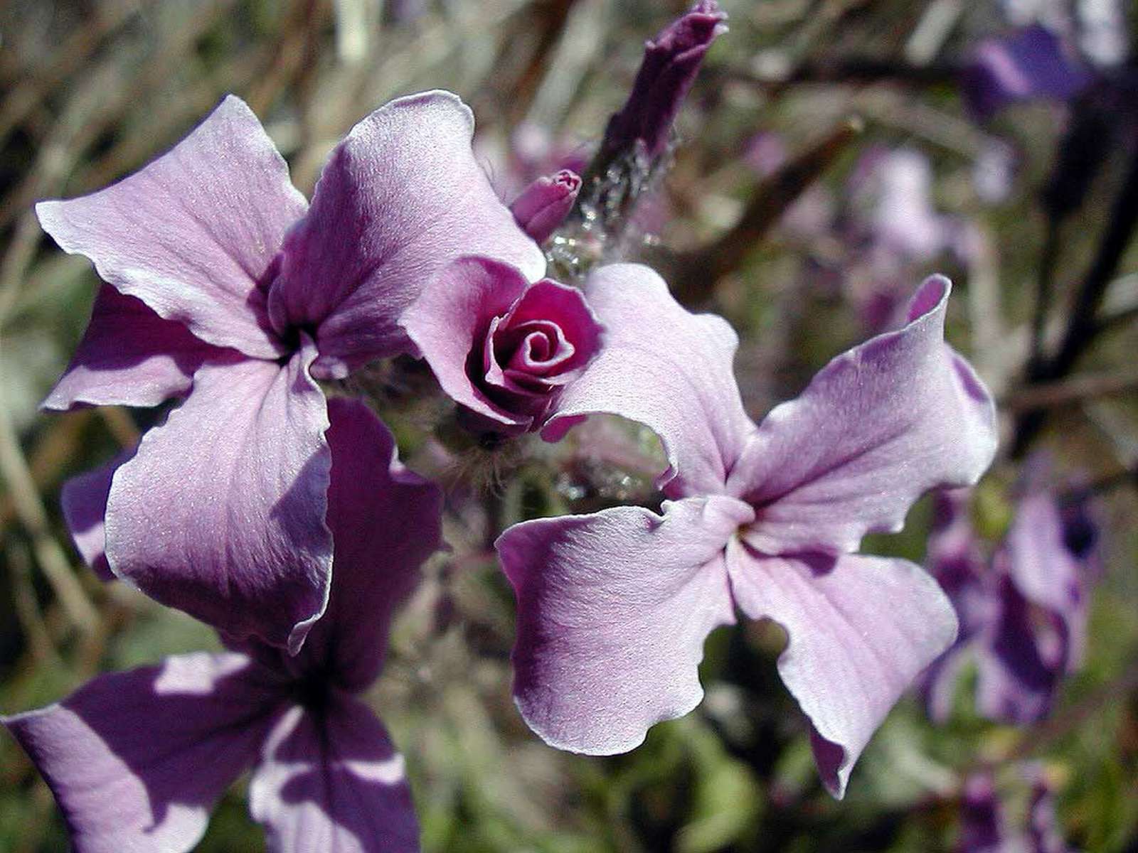 Hesperis Laciniata détail fleur