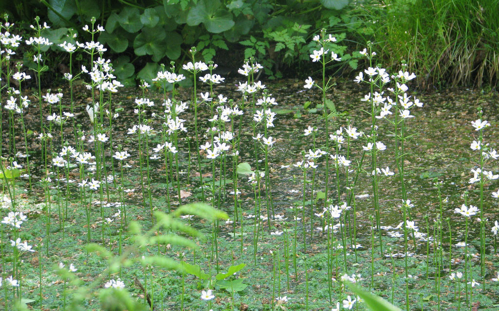 Hottonie-des-marais Hottonie-des-marais-crédit-peganum