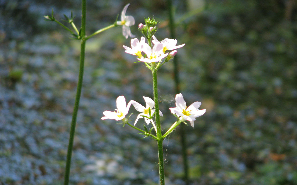 Hottonie-des-marais-crédit-peganum