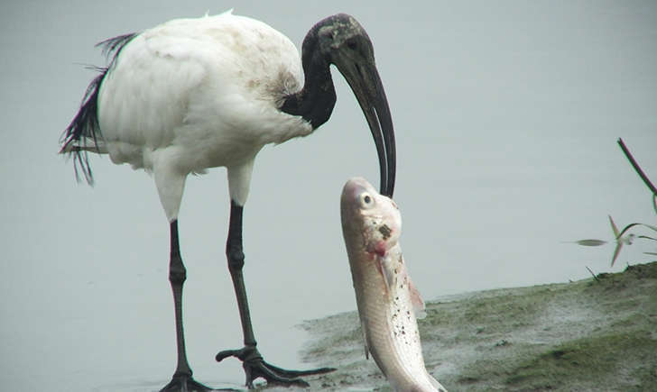 Ibis sacré (Crédits: Charles Lam - flickr)