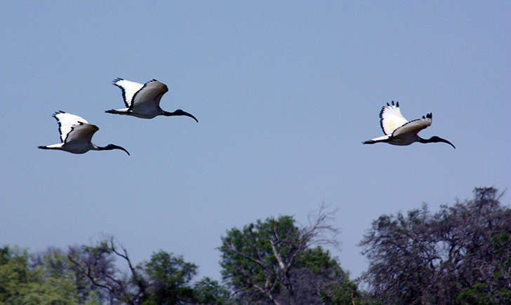 Ibis sacré (Crédits: Charles Sharp - flickr) Ibis sacré (Crédits: Charles Sharp - flickr)