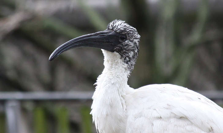 Ibis sacré juvénile (Crédits: Drew Avery) Ibis sacré juvénile (Crédits: Drew Avery)