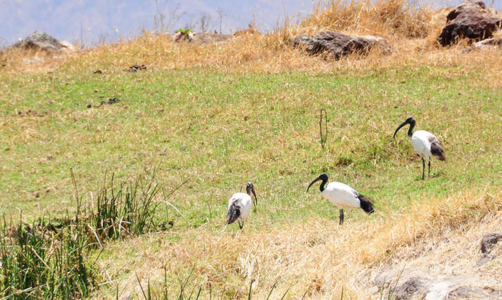 Ibis sacré (Crédits: Vince Smith - flickr)