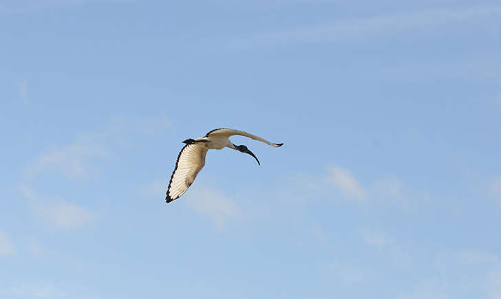 Ibis sacré (Crédits: Clément coutard - flickr)