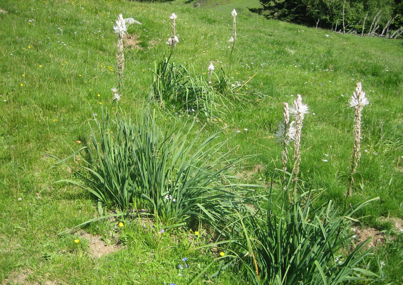 Asphodèle blanc, début de floraison(crédits: Evelyne Liauzun)