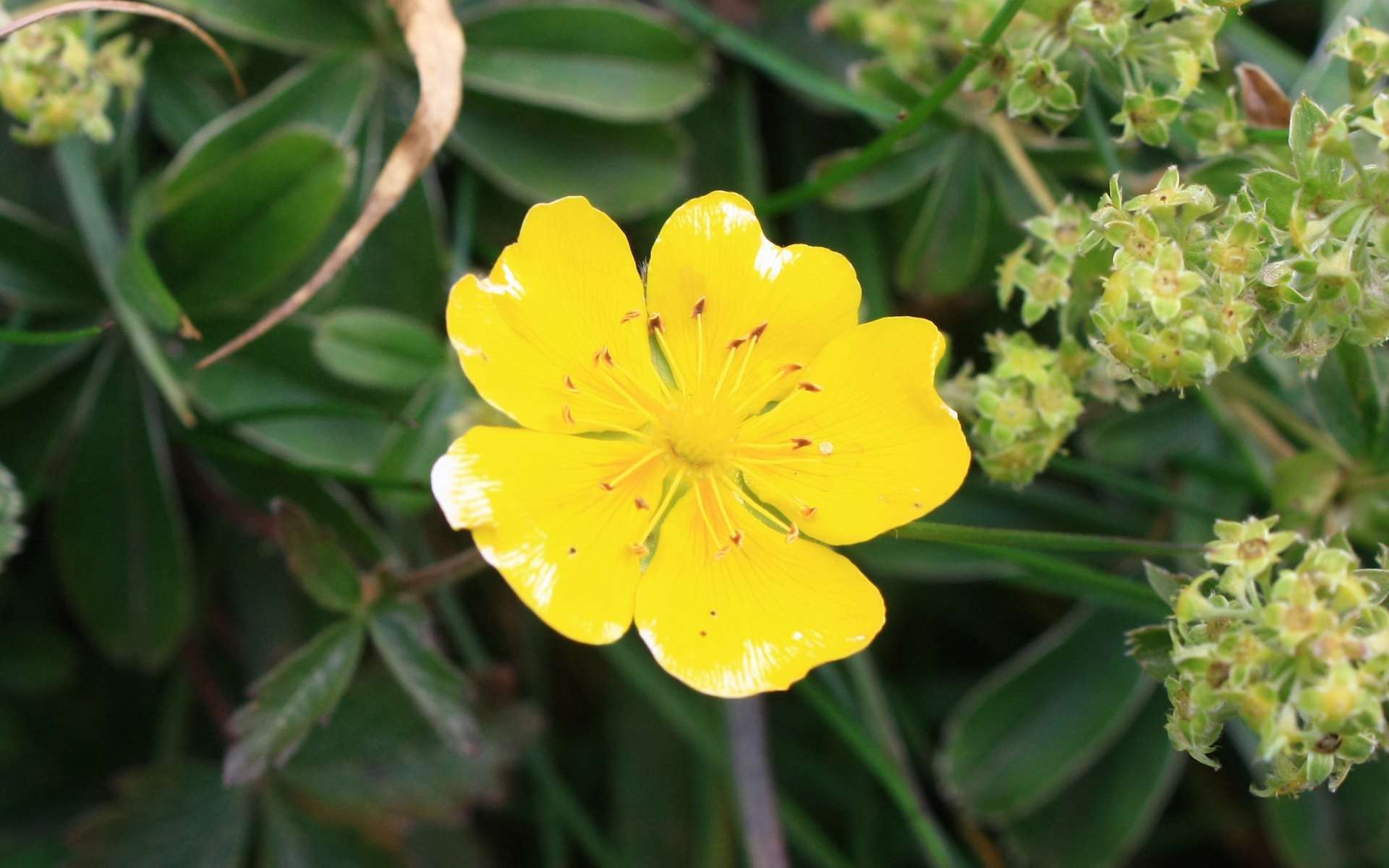 Potentille dorée - fleur (Crédits : Cyril Gautreau)