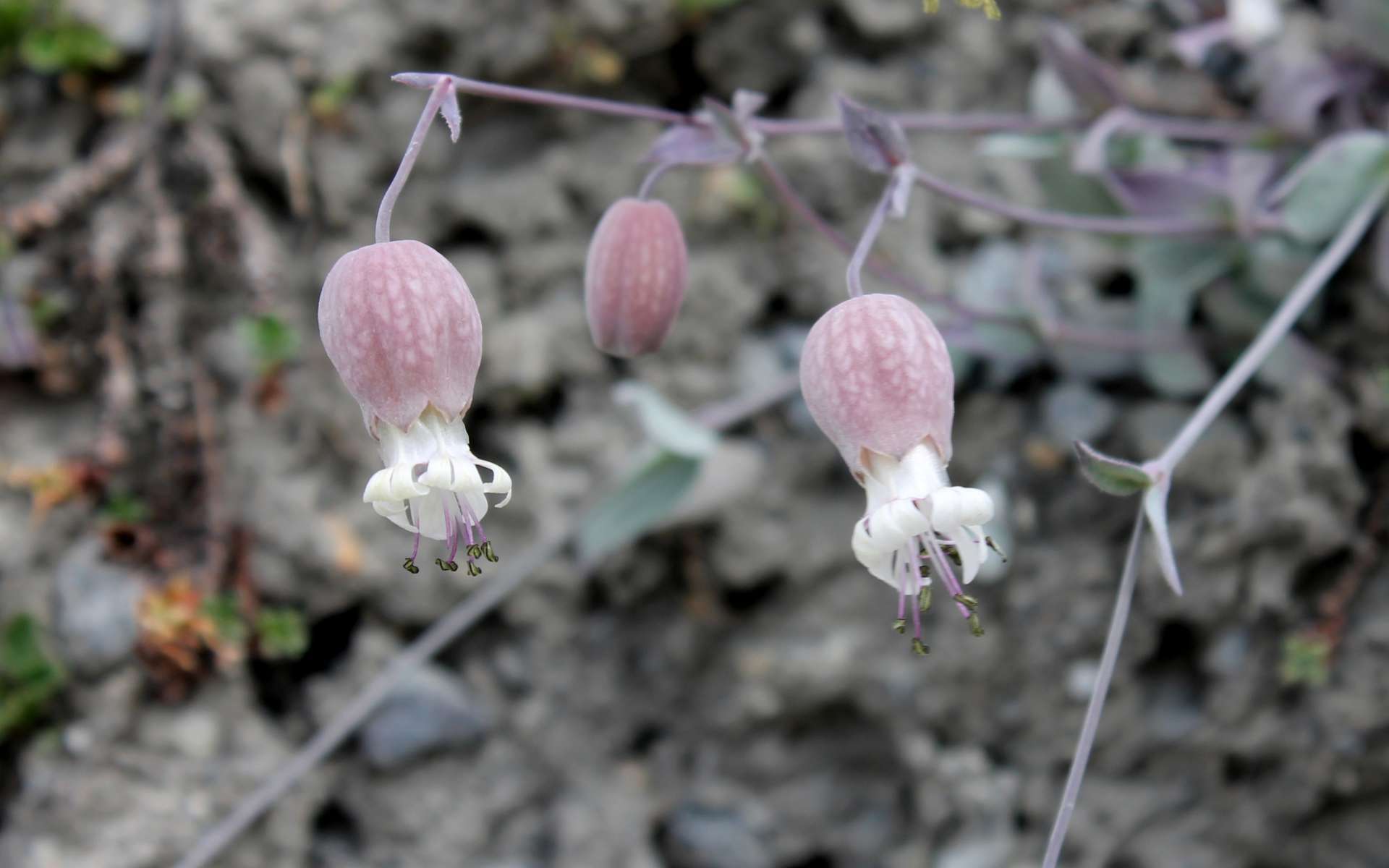 Silène couché - fleurs passées (Crédits : Léa Charbonnier)