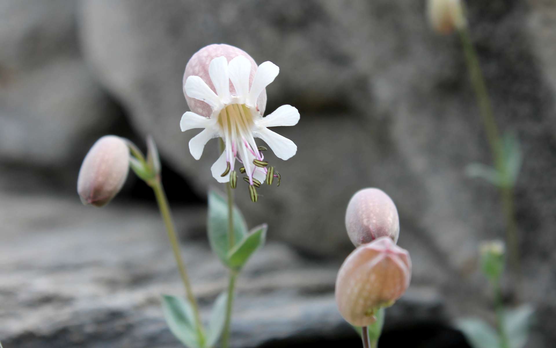 Silène couché - fleur (Crédits : Léa Charbonnier)