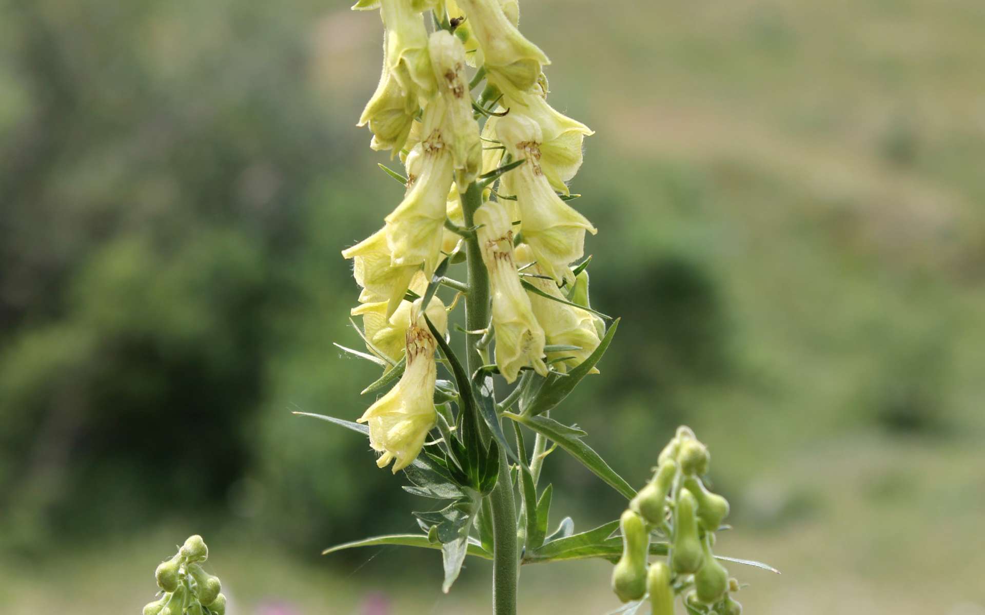 Aconit tue-loup - fleurs (Crédits : Léa Charbonnier)