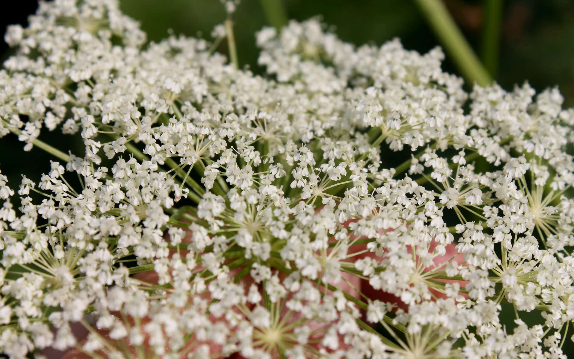 Impératoire - fleurs (Crédits : Léa Charbonnier) Impératoire - fleurs (Crédits : Léa Charbonnier)