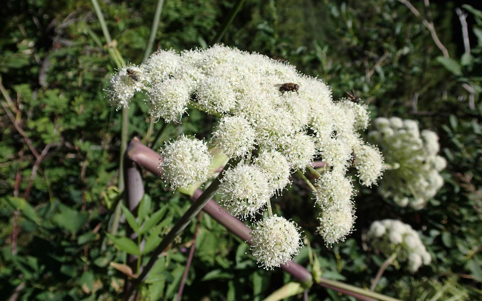 Impératoire - inflorescence (Crédits : Andrea Schieber)