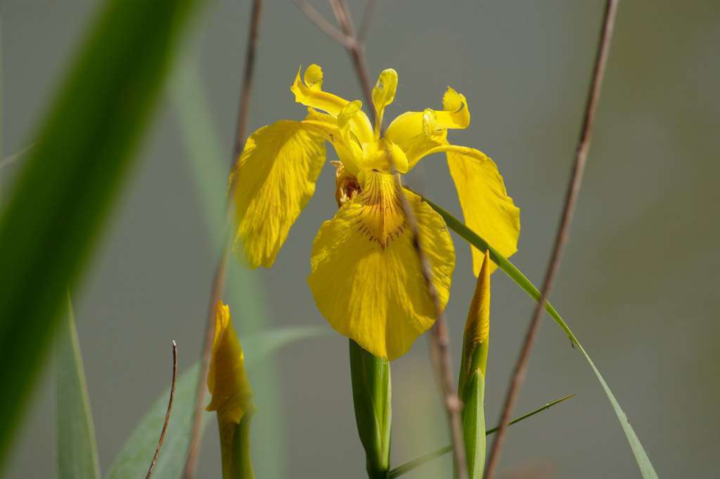 Iris jaune - Crédit : Daniel Jolivet