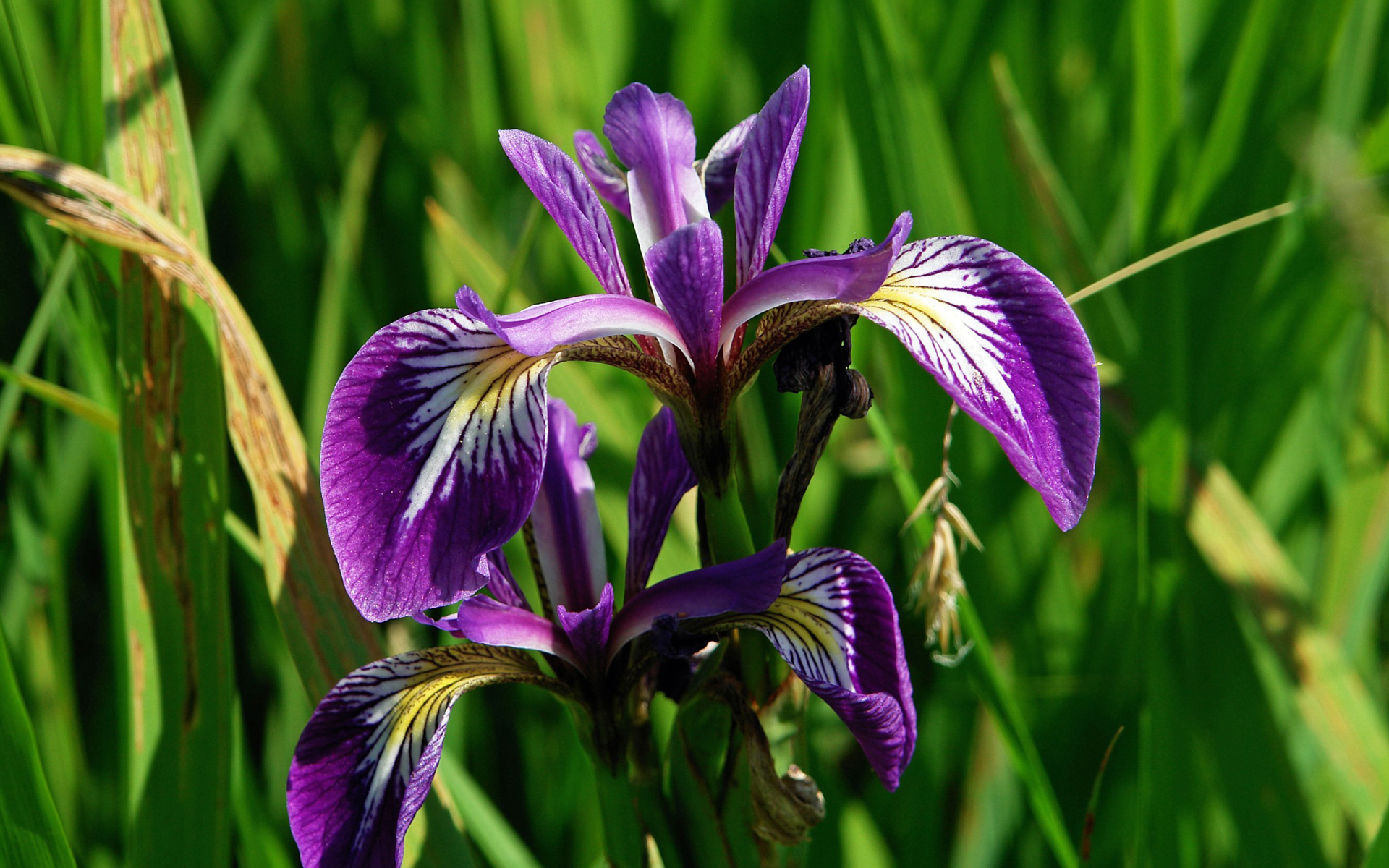 Iris fétide. Crédit : Chrispd1975 - Flickr