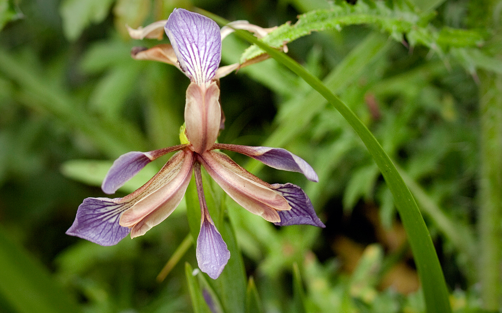 Iris fétide. Crédit : Kentish Plumber - Flickr Iris fétide. Crédit : Kentish Plumber - Flickr