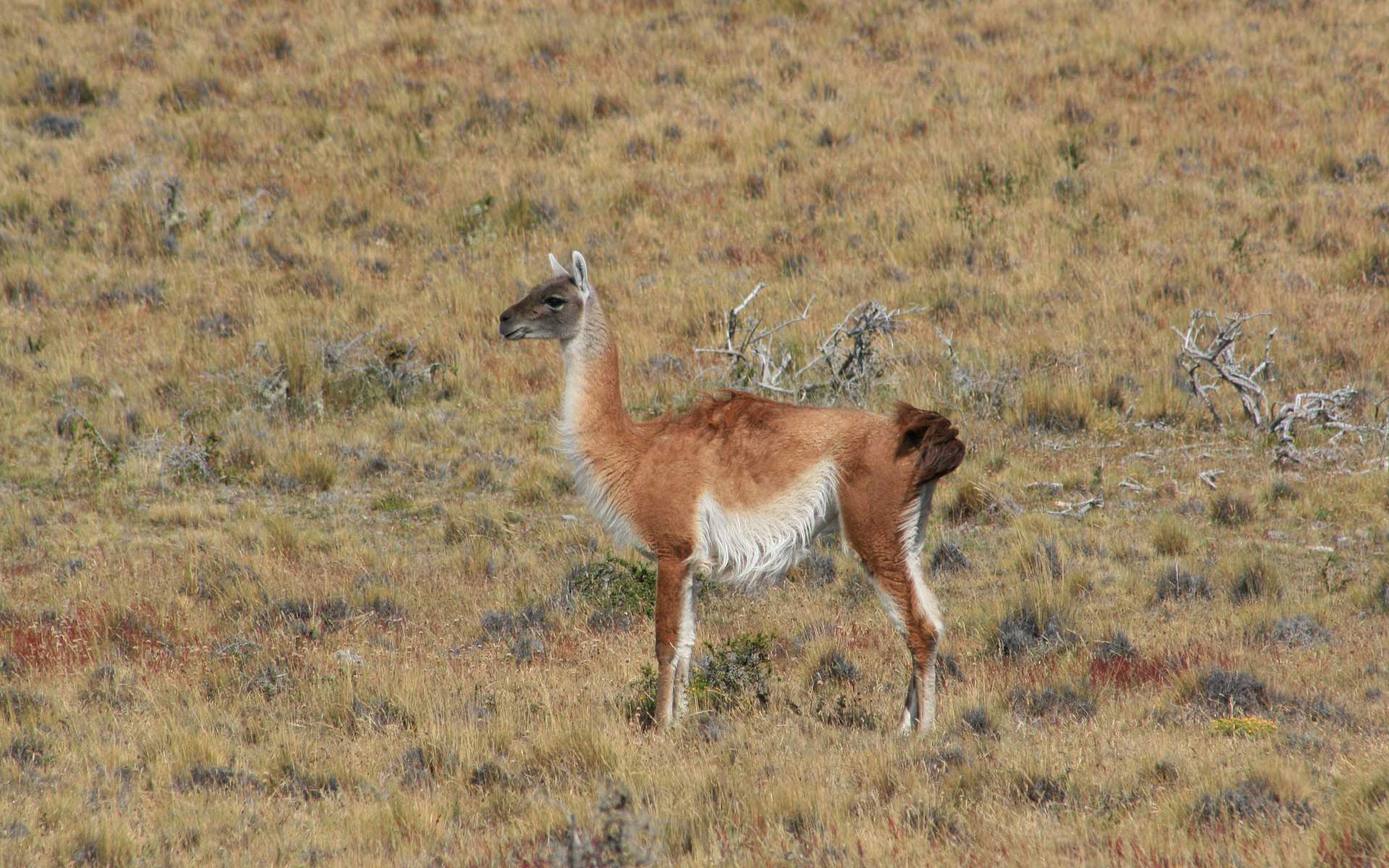 Lama-crédit-André-Barreto-web Lama-crédit-André-Barreto-web