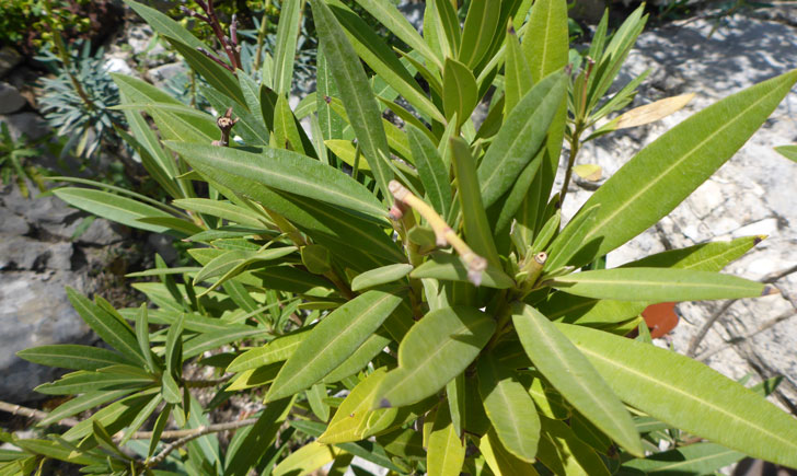 Nerium oleander (crédit: Toulourenc Horizon) Nerium oleander (crédit: Toulourenc Horizon)