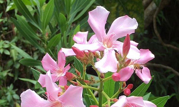 Nerium oleander (crédit: Saga70) Nerium oleander (crédit: Saga70)