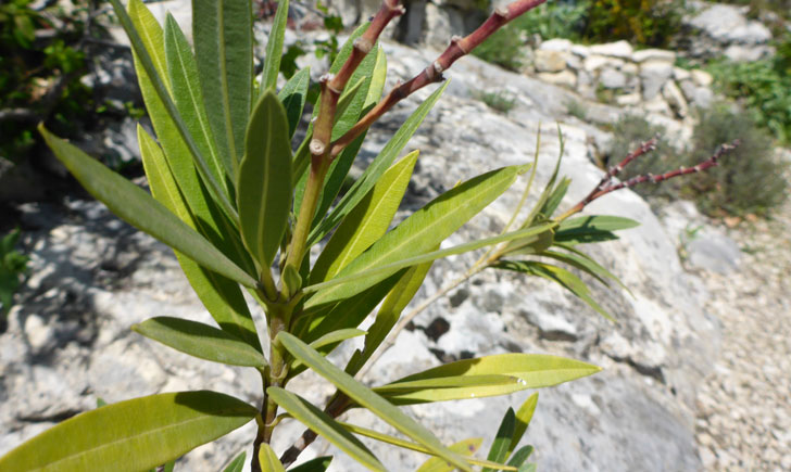 Nerium oleander (crédit: Toulourenc Horizon) Nerium oleander (crédit: Toulourenc Horizon)