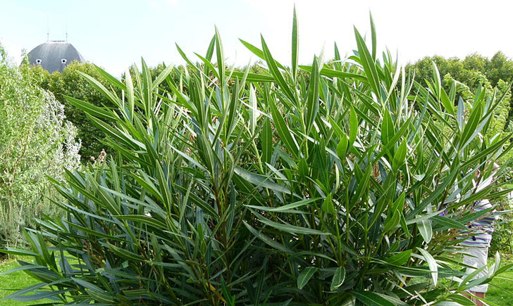 Nerium oleander (crédit: Dinkum) Nerium oleander (crédit: Dinkum)
