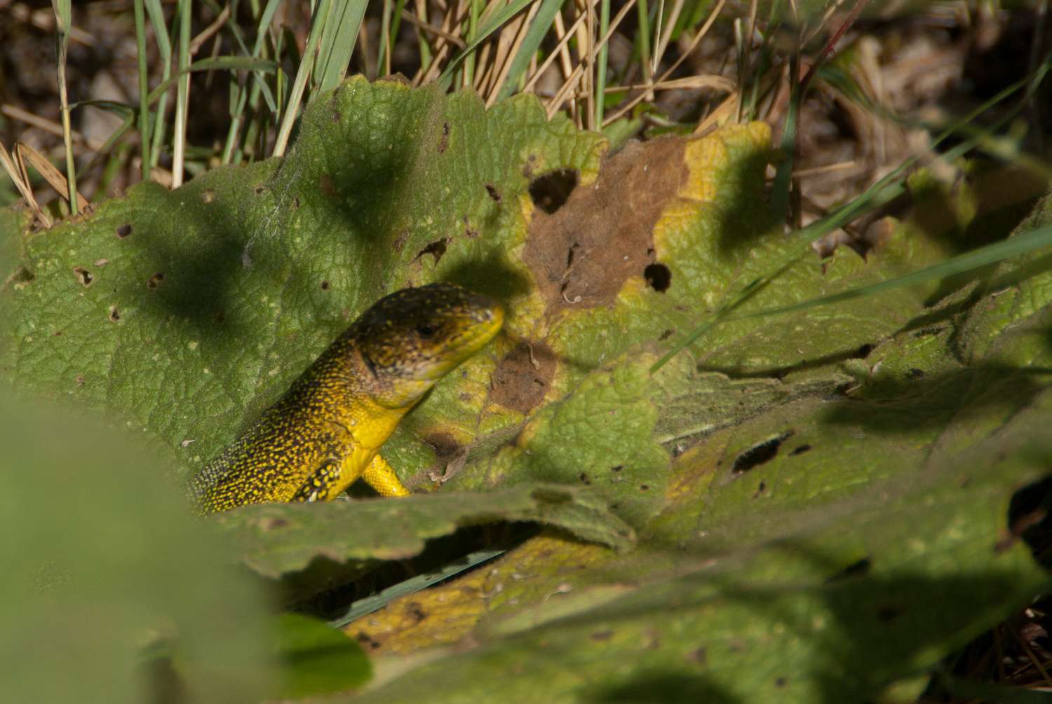 Lézard vert (Crédit : Cédric Seguin - Natural Solutions) Lézard vert (Crédit : Cédric Seguin - Natural Solutions)