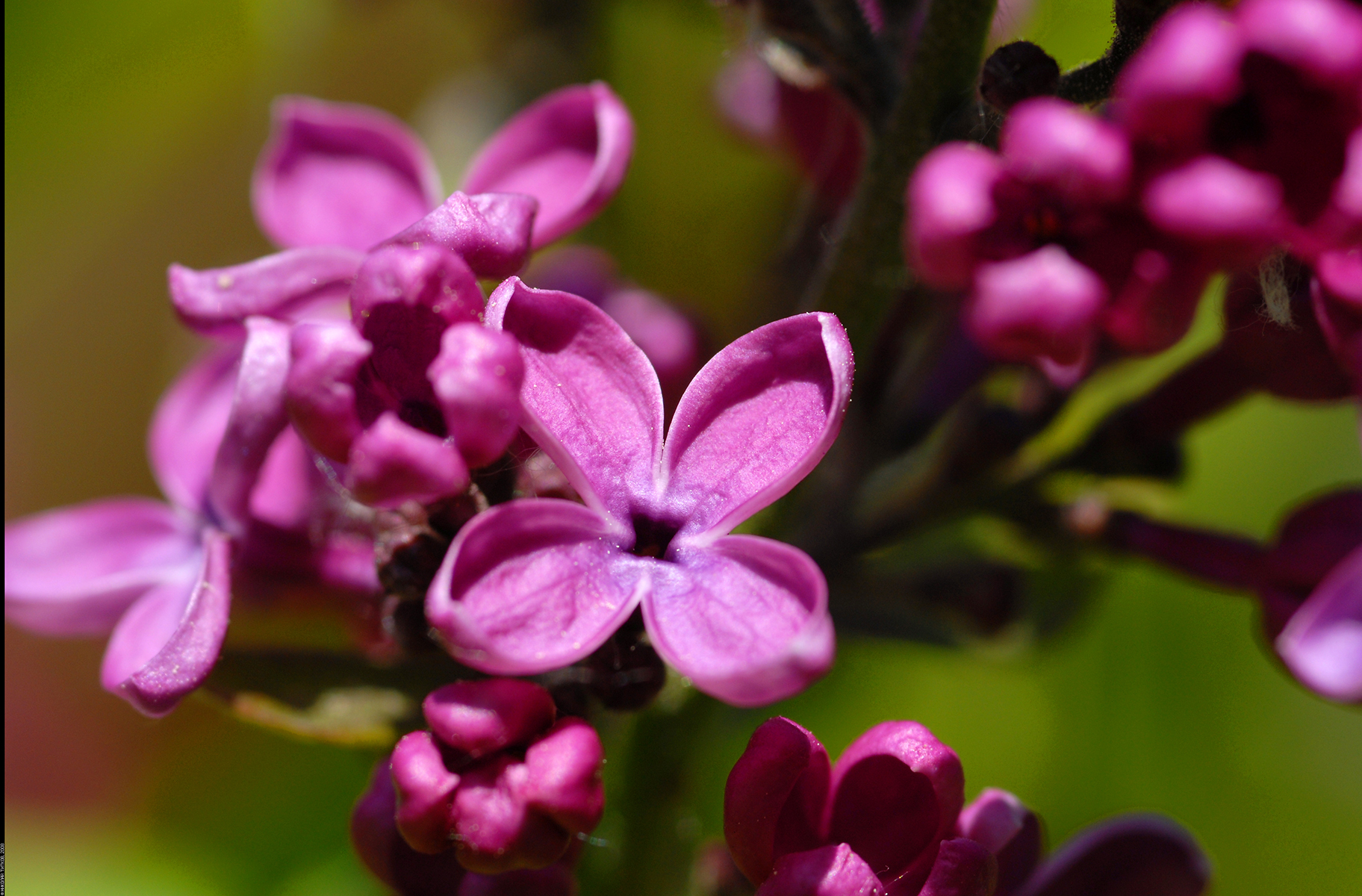 Fleurs de lilas commun. Crédits : Nickolas Titkov - Flickr