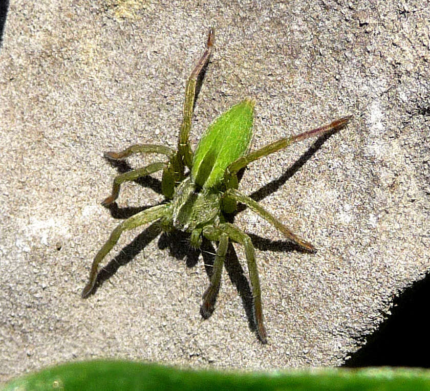 Micrommata Micrommata