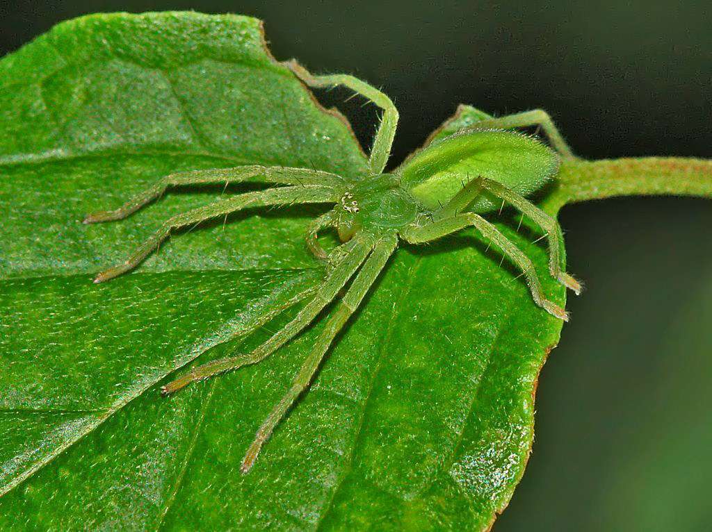Micrommata Micrommata