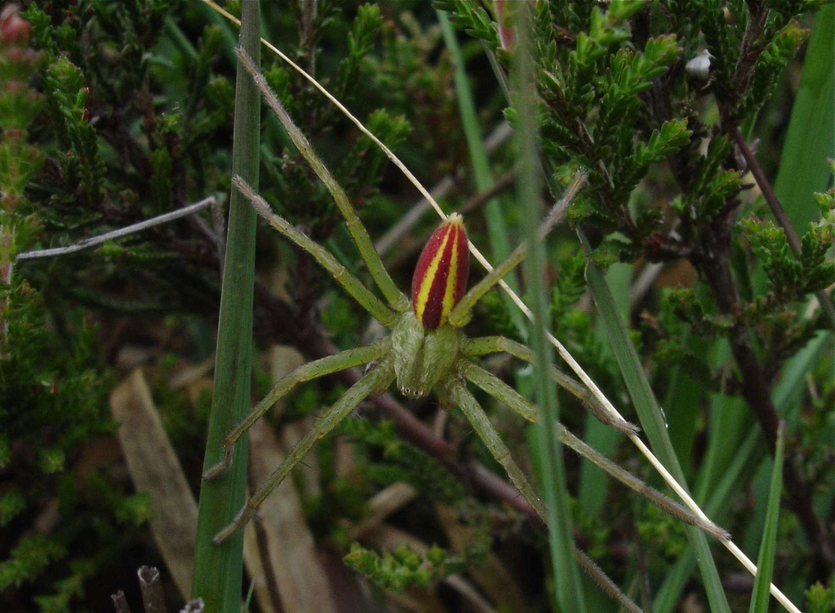 Micrommata (mâle) Micrommata (mâle)