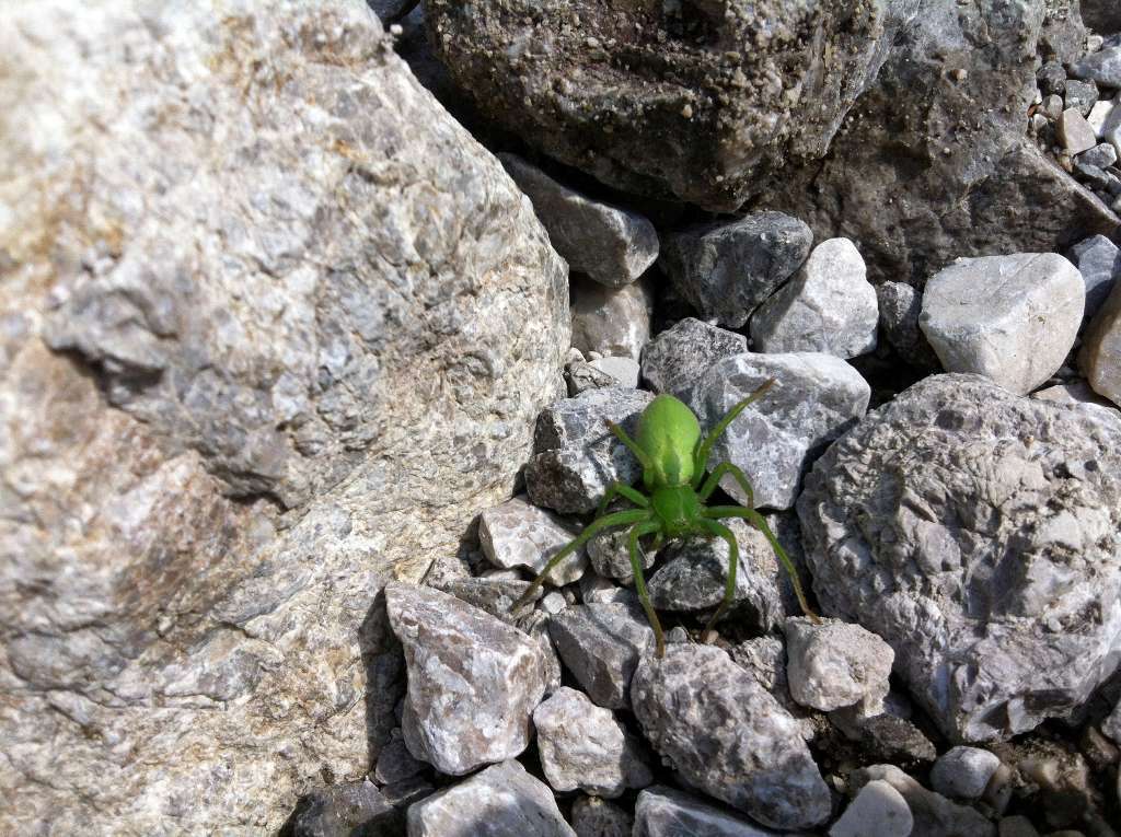 Micrommata Micrommata