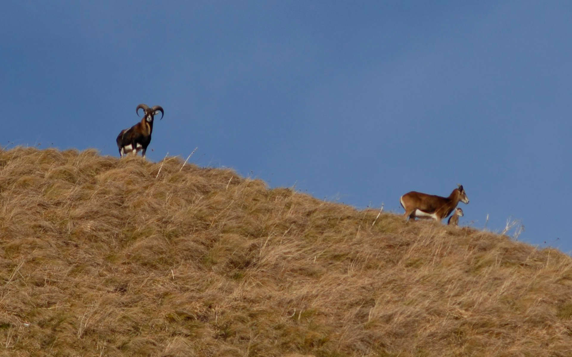 Mouflon corse (Crédits: Céline Ricard)