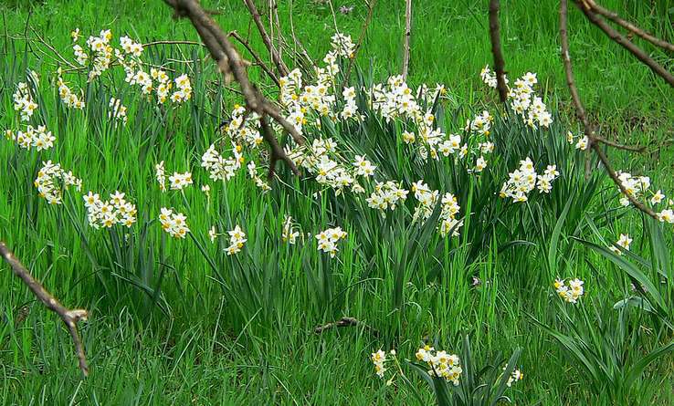 Narcisse à bouquet Narcisse à bouquet