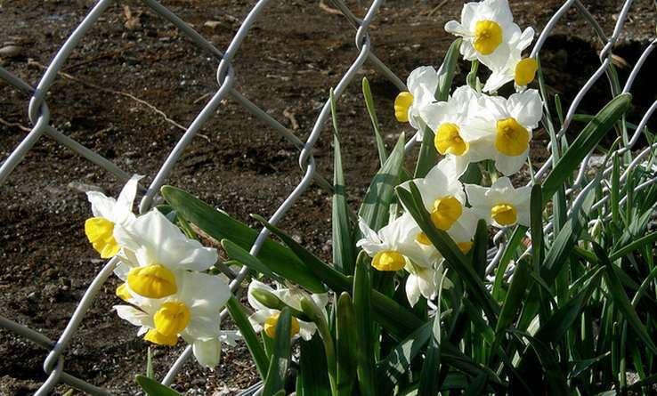 Narcisse à bouquet