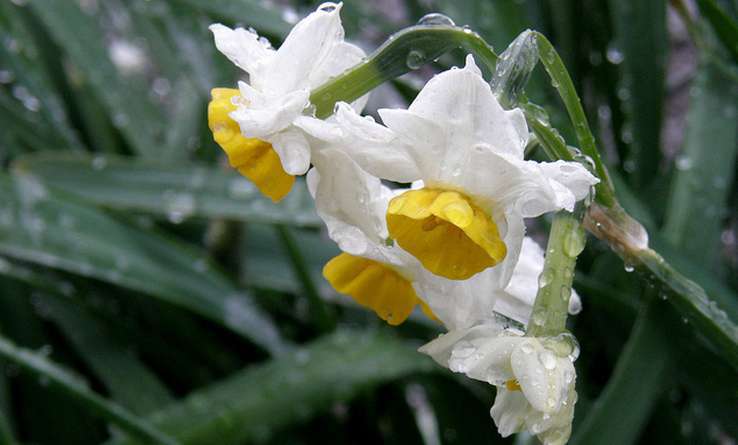 Narcisse à bouquet Narcisse à bouquet