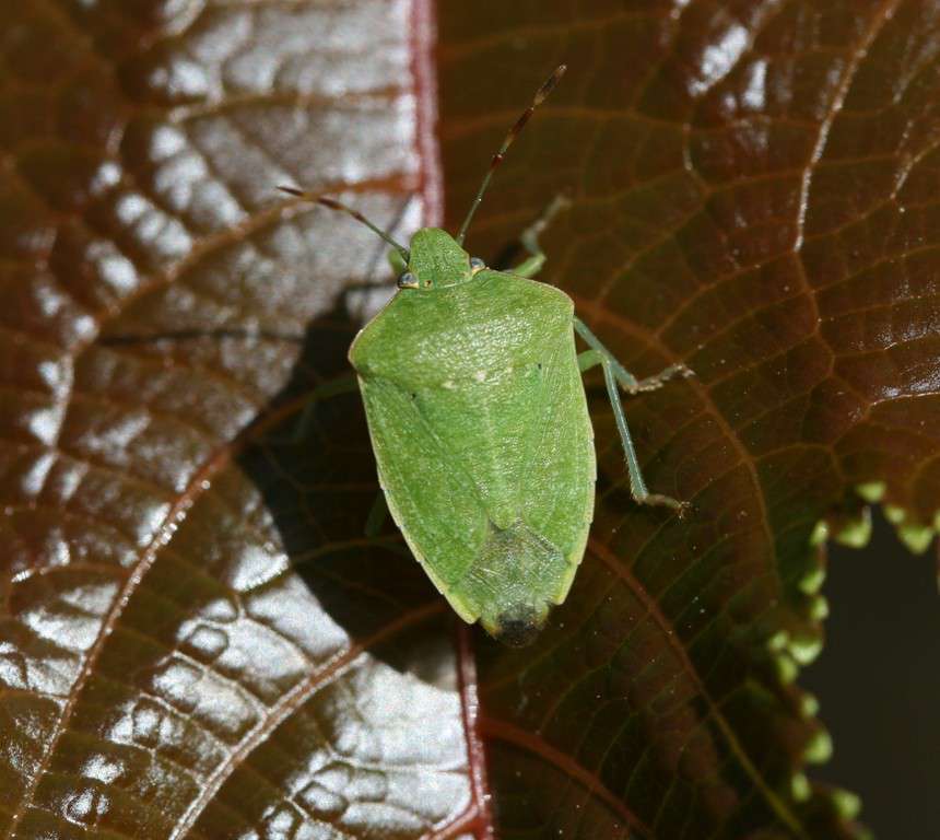 Punaise verte ponctuée Punaise verte ponctuée