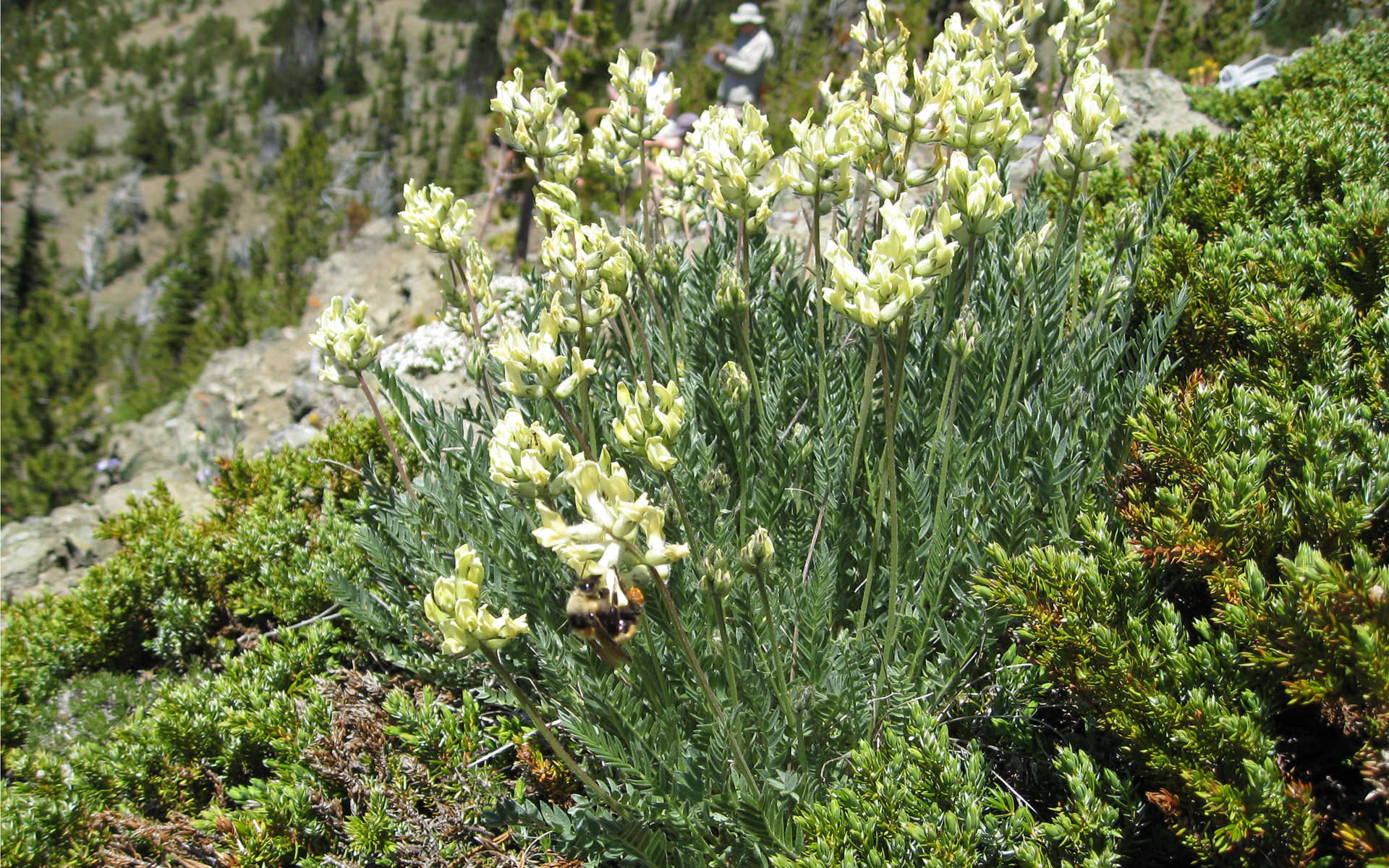 Oxytropis des Alpes (Crédits: brewbooks - Flickr) Oxytropis des Alpes (Crédits: brewbooks - Flickr)