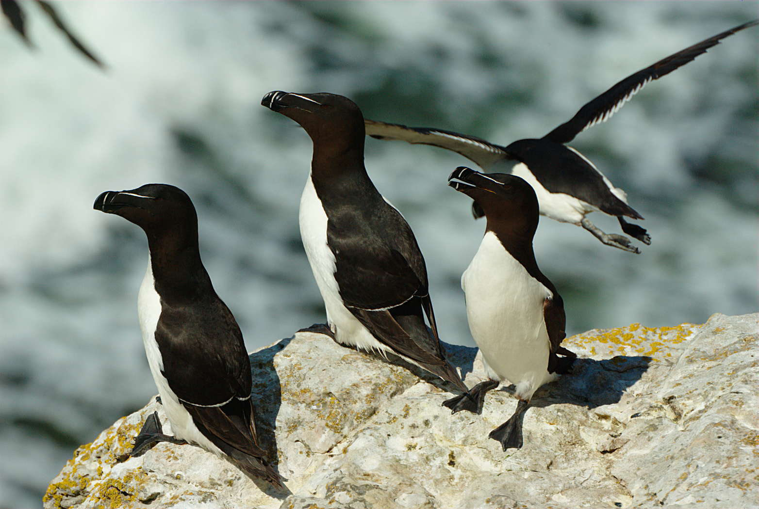 Pingouin torda (Crédits: Stefan Berndtsson - flickr)