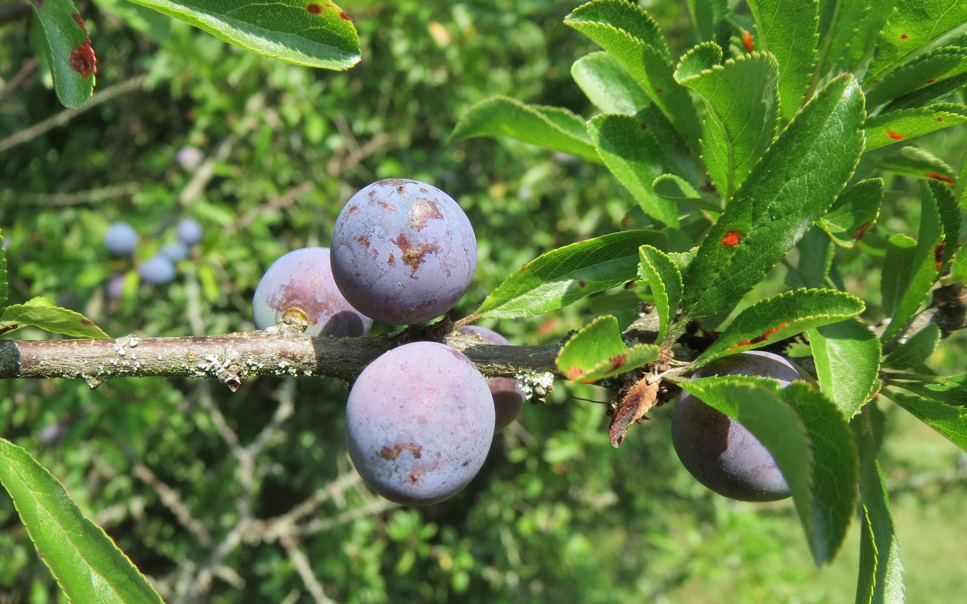 Prunus spinosa - crédit Flickr Andreas Rockstein