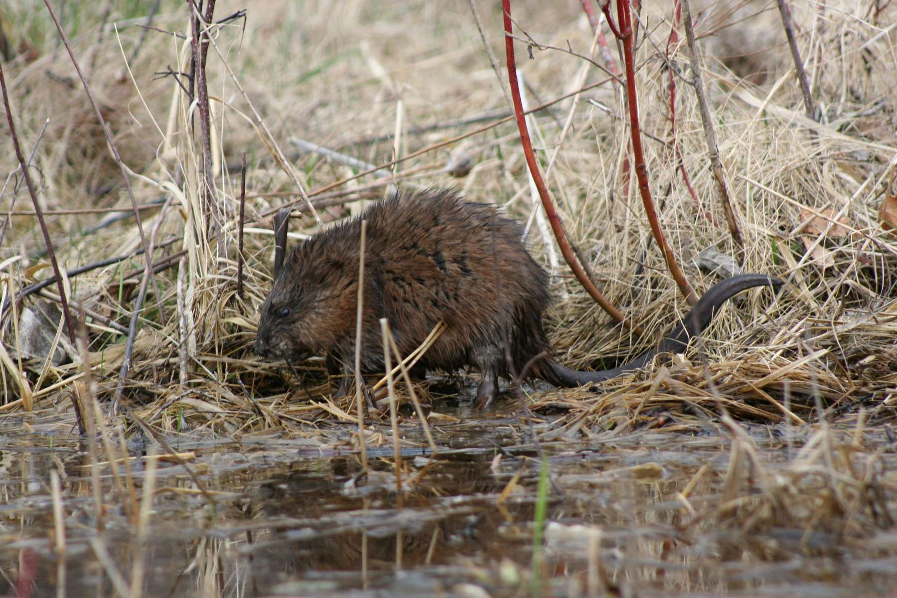 Rat musqué (Ondatra zibethicus) Rat musqué (Ondatra zibethicus)
