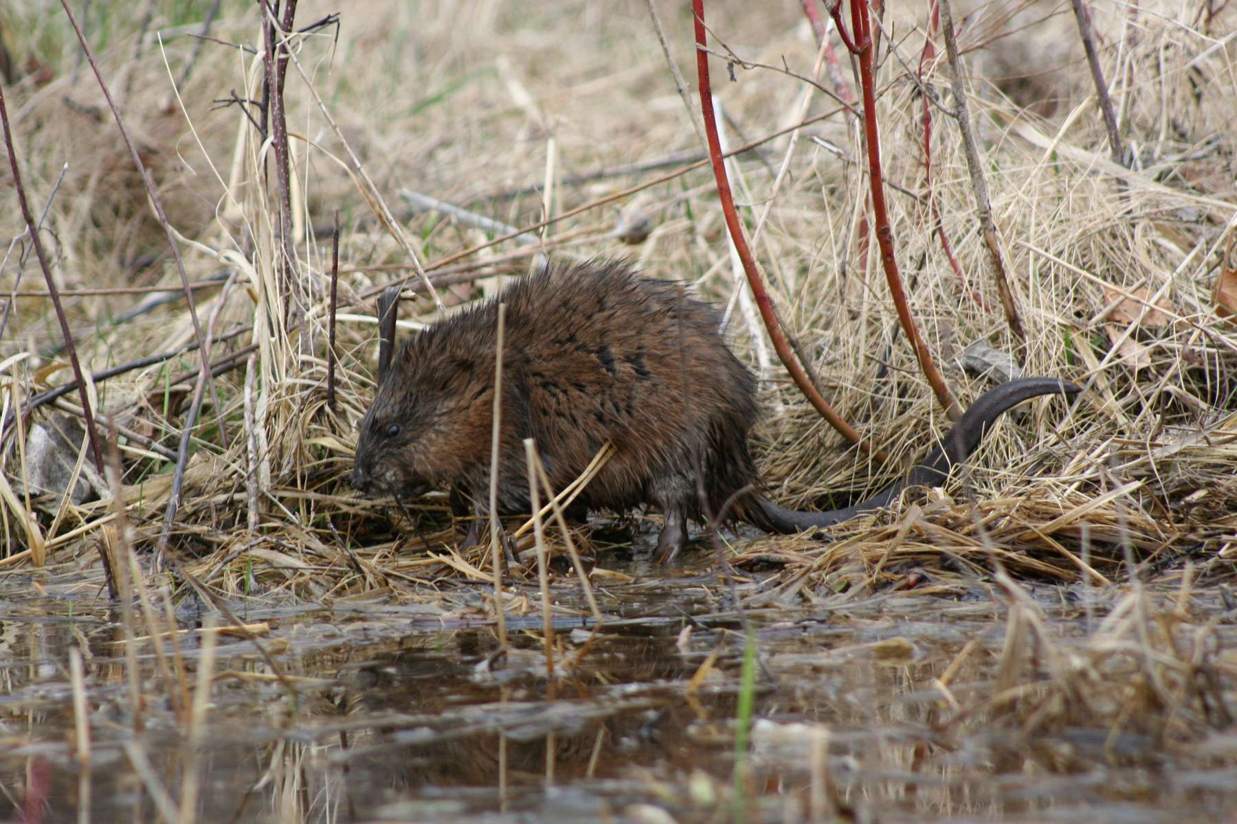 Rat musqué (Ondatra zibethicus)